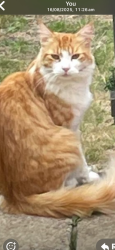 Lost Male Cat last seen Bligh way area, Medway, England ME2 2XU