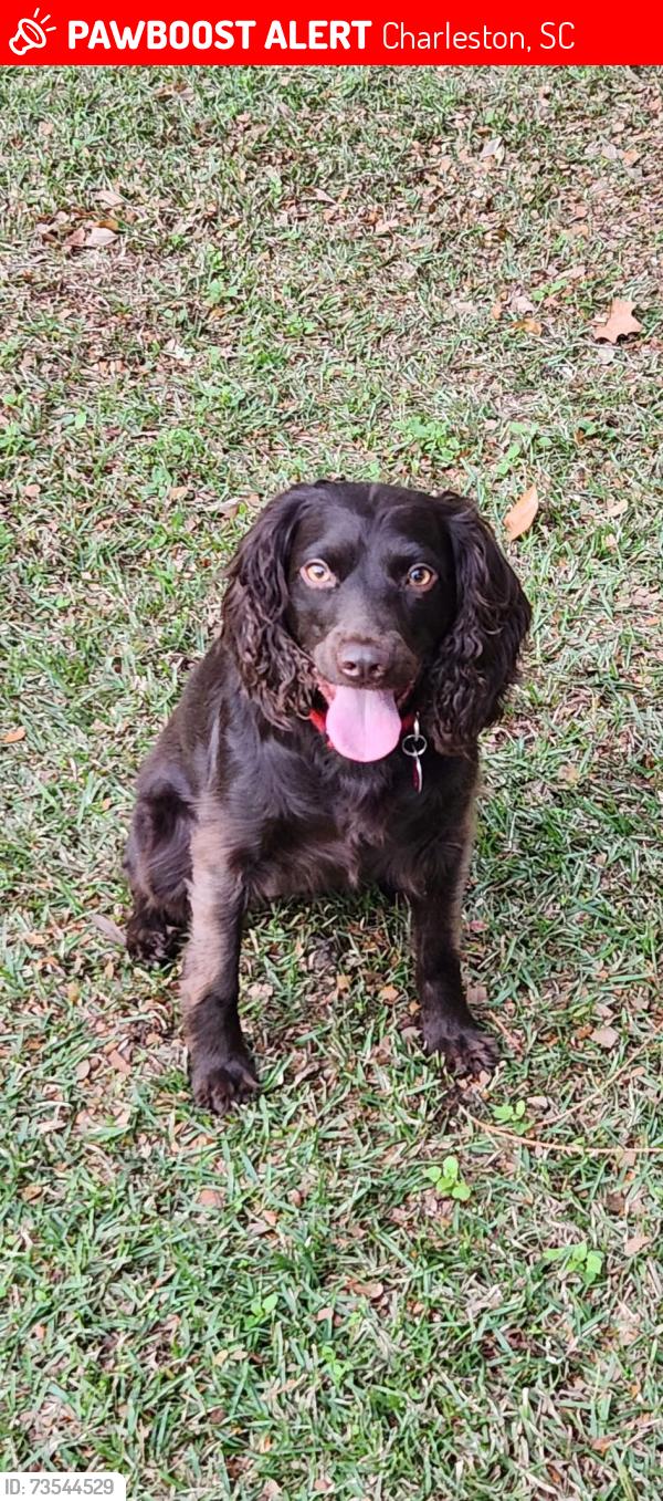 Lost Female Dog last seen Successionville Rd Stonefield, Charleston, SC 29412