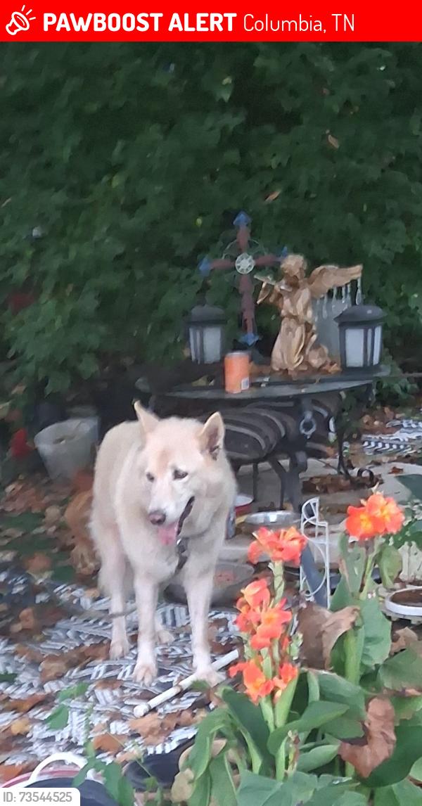Lost Male Dog last seen Near block of Hampshire pike.hardees area, Columbia, TN 38401