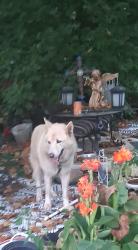Lost Male Dog last seen Near block of Hampshire pike.hardees area, Columbia, TN 38401