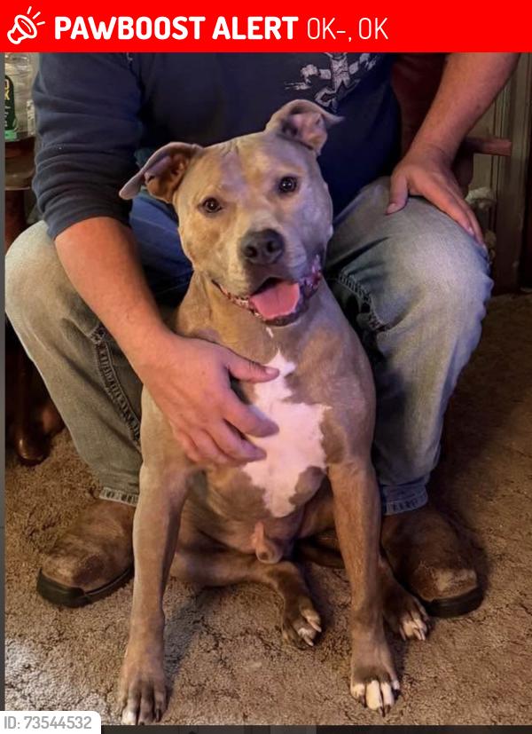 Lost Male Dog last seen Site of car crash outside of Arapaho, OK-33, OK 73750