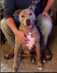 Lost Male Dog last seen Site of car crash outside of Arapaho, OK-33, OK 73750