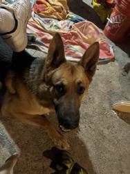 Reunited Male Dog last seen Dorsey and Sycamore, Cincinnati, OH 45202