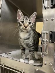 Shelter Stray Female Cat last seen Near BLOCK E US54 HWY ANDOVER, KS, 3303 N Hillside St, Wichita, KS 67219, USA