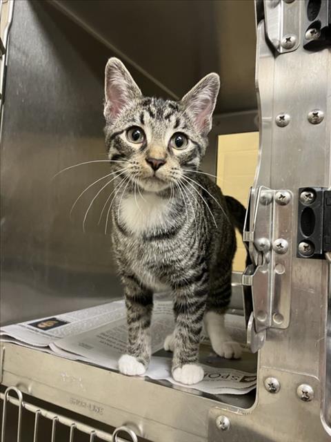 Shelter Stray Female Cat last seen Near BLOCK E US54 HWY ANDOVER, KS, 3303 N Hillside St, Wichita, KS 67219, USA