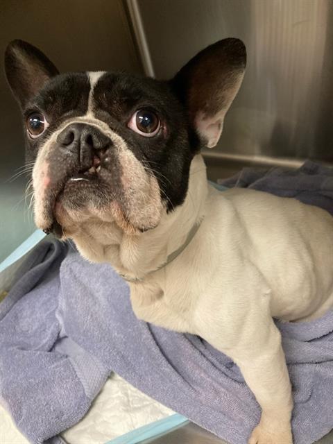 Shelter Stray Male Dog last seen Near BLOCK SILAS CREEK DR, 10521 Baur Blvd, Olivette, MO 63132, USA