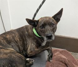 Shelter Stray Female Dog last seen , 4000 N Silverbell Rd, Tucson, AZ 85745, USA