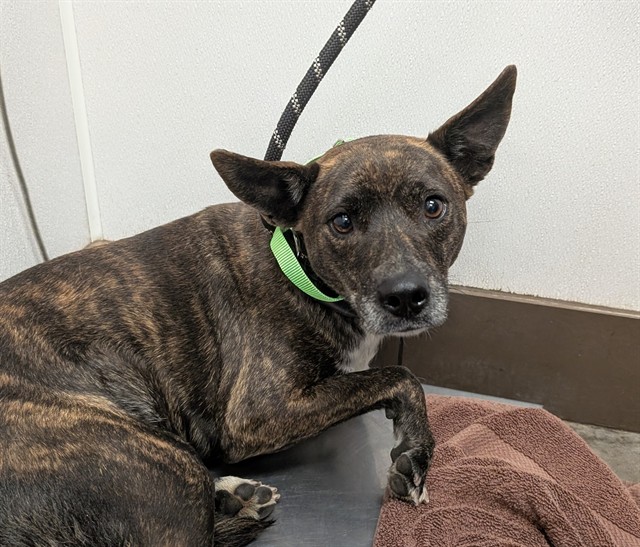 Shelter Stray Female Dog last seen , 4000 N Silverbell Rd, Tucson, AZ 85745, USA