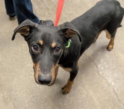 Shelter Stray Male Dog last seen , 4000 N Silverbell Rd, Tucson, AZ 85745, USA
