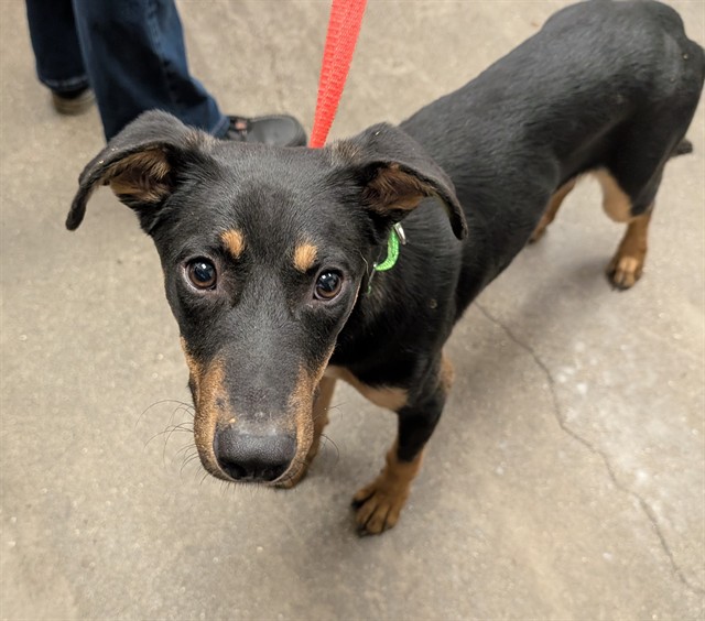 Shelter Stray Male Dog last seen , 4000 N Silverbell Rd, Tucson, AZ 85745, USA