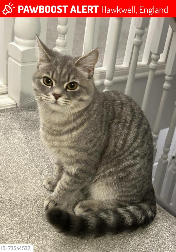 Lost Male Cat last seen Christmas tree cresent., Hawkwell, England 