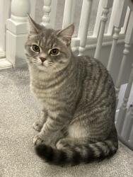 Lost Male Cat last seen Christmas tree cresent., Hawkwell, England 
