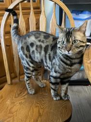 Lost Male Cat last seen Tim Hortons shediac, Shediac, NB 