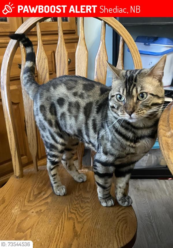 Lost Male Cat last seen Tim Hortons shediac, Shediac, NB 