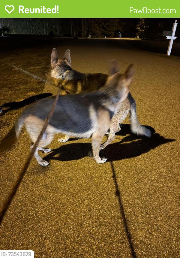 Reunited Male Dog last seen Near Bunn Lake, Highway 39 and Hagwood Road, Zebulon, NC 27597