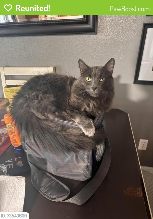 Reunited Male Cat last seen 55th & Broadway, Wichita, KS 67216