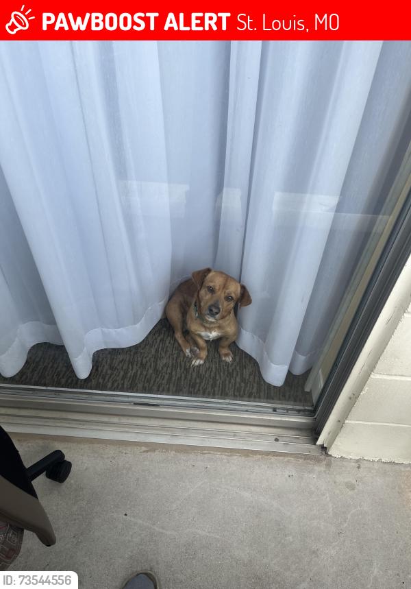 Lost Male Dog last seen West Florissant, St. Louis, MO 63136