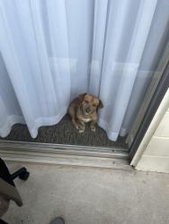 Lost Male Dog last seen West Florissant, St. Louis, MO 63136