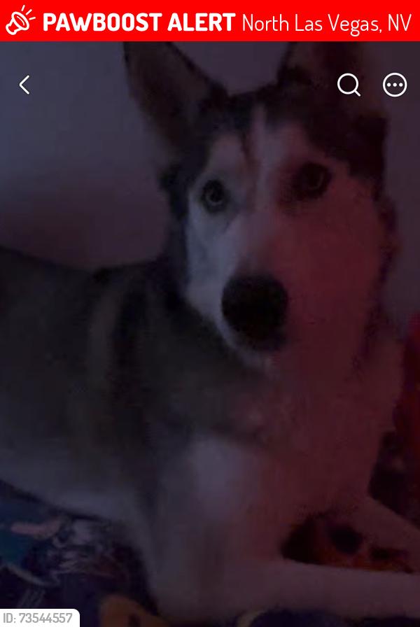 Lost Male Dog last seen Casa Norte Dr and N Commerce St, North Las Vegas, NV 89031