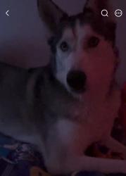 Lost Male Dog last seen Casa Norte Dr and N Commerce St, North Las Vegas, NV 89031