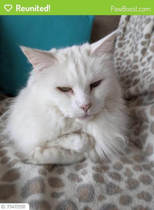 Reunited Female Cat last seen Rhonda Street, Rosanna, Rosanna, VIC 3084