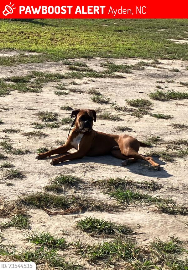 Lost Male Dog last seen Maddison Hardee and 102 , Ayden, NC 28513, Ayden, NC 28513