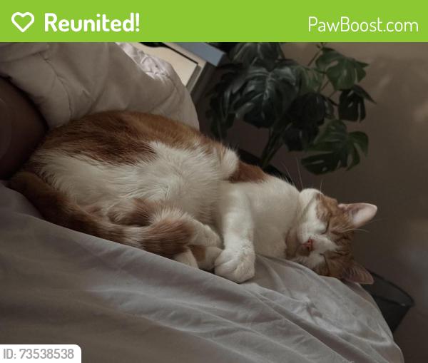 Reunited Male Cat last seen Cooks Way, Henry County, GA 30252