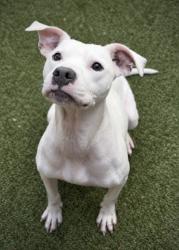 Shelter Stray Female Dog last seen Near Hartford Ave Sw, Atlanta, GA, 1251 Fulton Industrial Blvd NW, Atlanta, GA 30336, USA