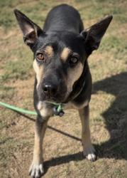 Shelter Stray Female Dog last seen Near festival ave, South Fulton, GA, 1251 Fulton Industrial Blvd NW, Atlanta, GA 30336, USA