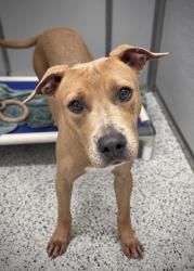 Shelter Stray Male Dog last seen Near Avalon Ter, Fairburn, GA, 1251 Fulton Industrial Blvd NW, Atlanta, GA 30336, USA