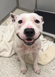 Shelter Stray Female Dog last seen Near Old National Hwy, South Fulton, GA, 1251 Fulton Industrial Blvd NW, Atlanta, GA 30336, USA