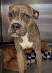 Shelter Stray Male Dog last seen Near BOULEVARD SE, Atlanta, GA, 1251 Fulton Industrial Blvd NW, Atlanta, GA 30336, USA