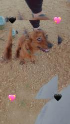 Reunited Male Dog last seen Church street near 90fwy, Crosby, TX 77532