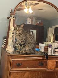 Found/Stray Unknown Cat last seen Lyndhurst area, Fairfax, VA 22031