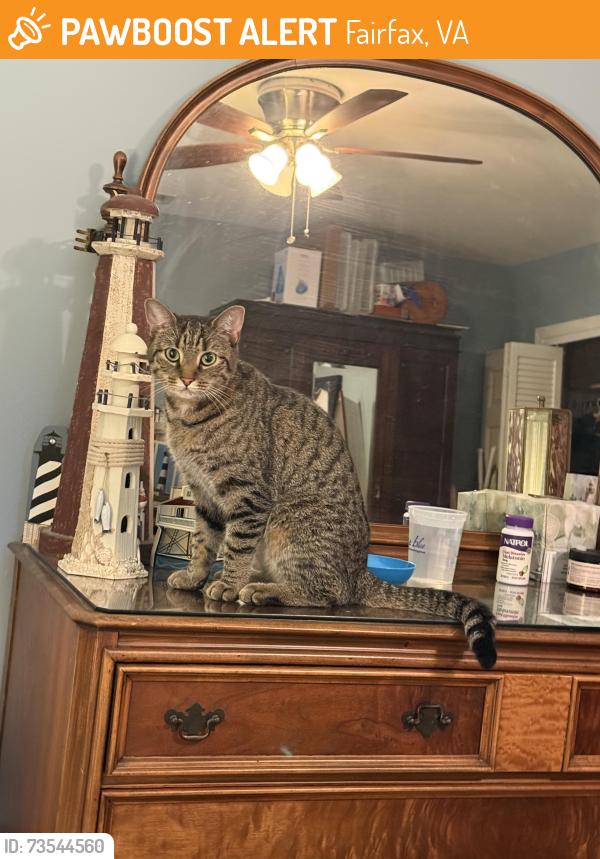 Found/Stray Unknown Cat last seen Lyndhurst area, Fairfax, VA 22031