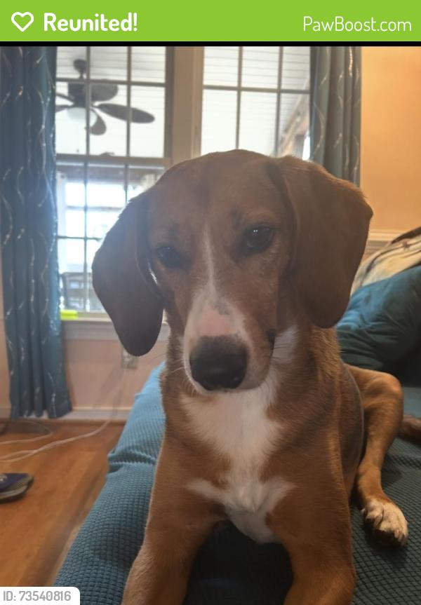 Reunited Female Dog last seen Long Tom Lane and Boones Trail, Chesterfield County, VA 23832