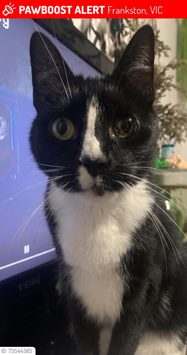 Found/Stray Male Cat last seen WILLOW RD, CRANBOURNE ROAD, BUNARONG PARK, LIPTON RESERVE, BALLAM PARK, LEE ST, JUBILEE PARK, Frankston, VIC 3199