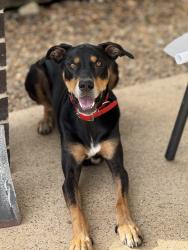 Reunited Female Dog last seen St James Circuit, Heritage Park, QLD 4118