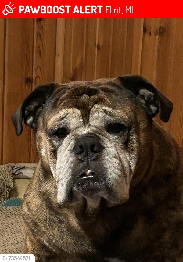 Lost Male Dog last seen Bevridge and gram, Flint, MI 48532