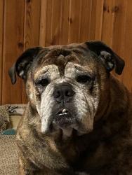 Lost Male Dog last seen Bevridge and gram, Flint, MI 48532