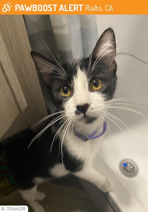 Found/Stray Male Cat last seen Valley and riverside, Rialto, CA 92376