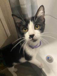Found/Stray Male Cat last seen Valley and riverside, Rialto, CA 92376