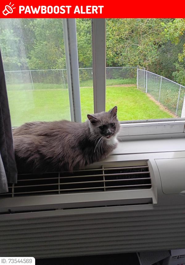 Lost Male Cat last seen Econo lodge, DeFuniak Springs, FL 32435