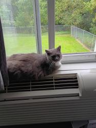 Lost Male Cat last seen Econo lodge, DeFuniak Springs, FL 32435