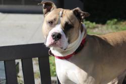 Shelter Stray Male Dog last seen Near Bay Street, STATEN ISLAND, NY, 10305, 3139 Veterans Rd W, Staten Island, NY 10309, USA