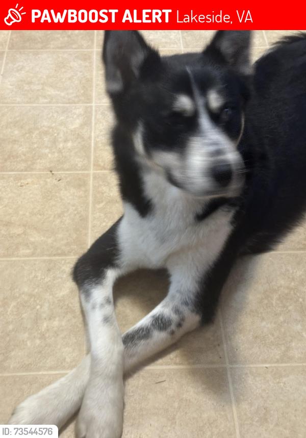 Lost Male Dog last seen Dellrose ave cottage, Lakeside, VA 23228