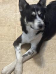 Lost Male Dog last seen Dellrose ave cottage, Lakeside, VA 23228