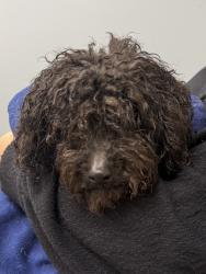 Reunited Male Dog last seen Shattalon Drive, Winston-Salem, NC 27106