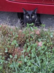 Found/Stray Unknown Cat last seen Girard ave, Cincinnati, OH 45213