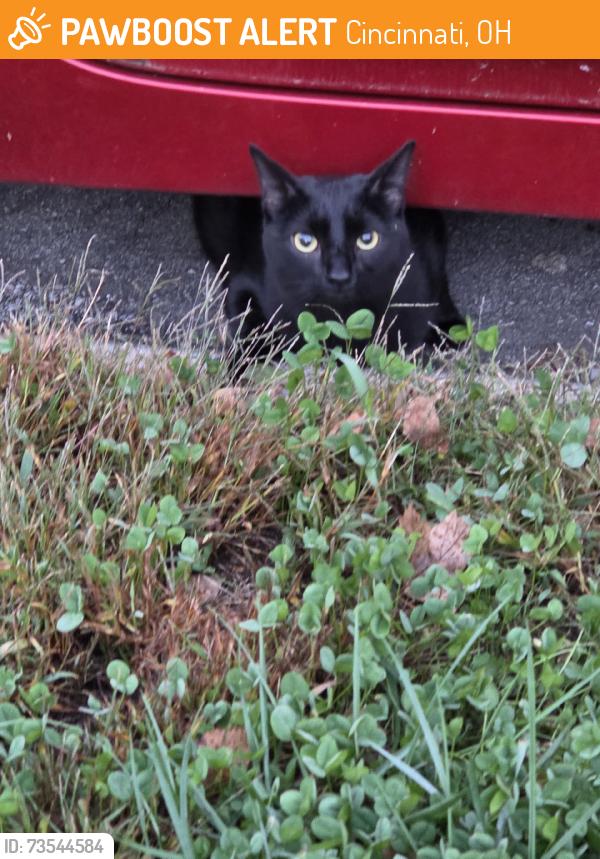 Found/Stray Unknown Cat last seen Girard ave, Cincinnati, OH 45213